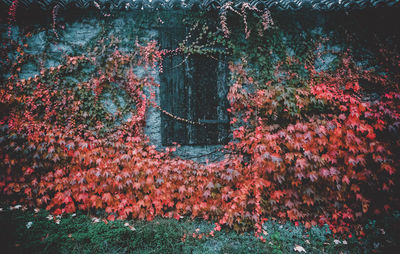 View of flowering plants by wall