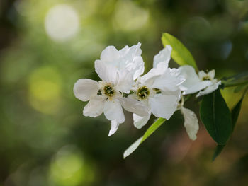 Close-up of white flowers