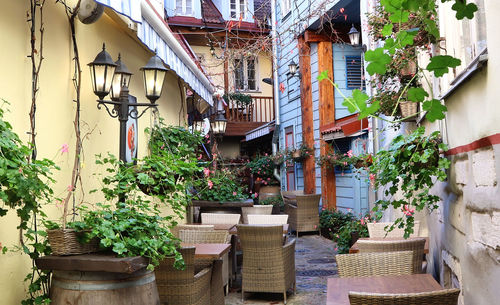 Potted plants on street amidst buildings in town