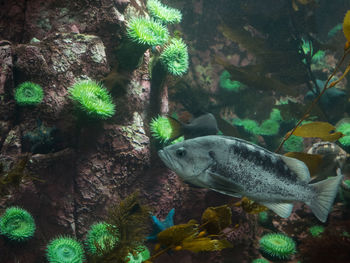 Close-up of fish swimming in aquarium
