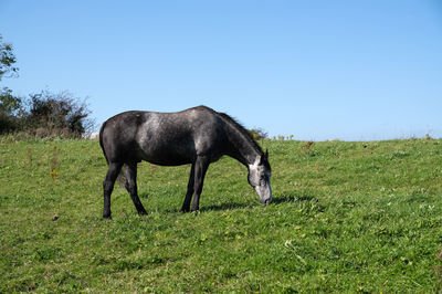 Horses in a field