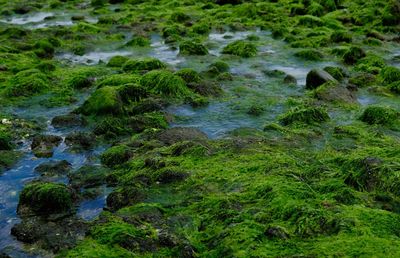 Scenic view of stream in forest