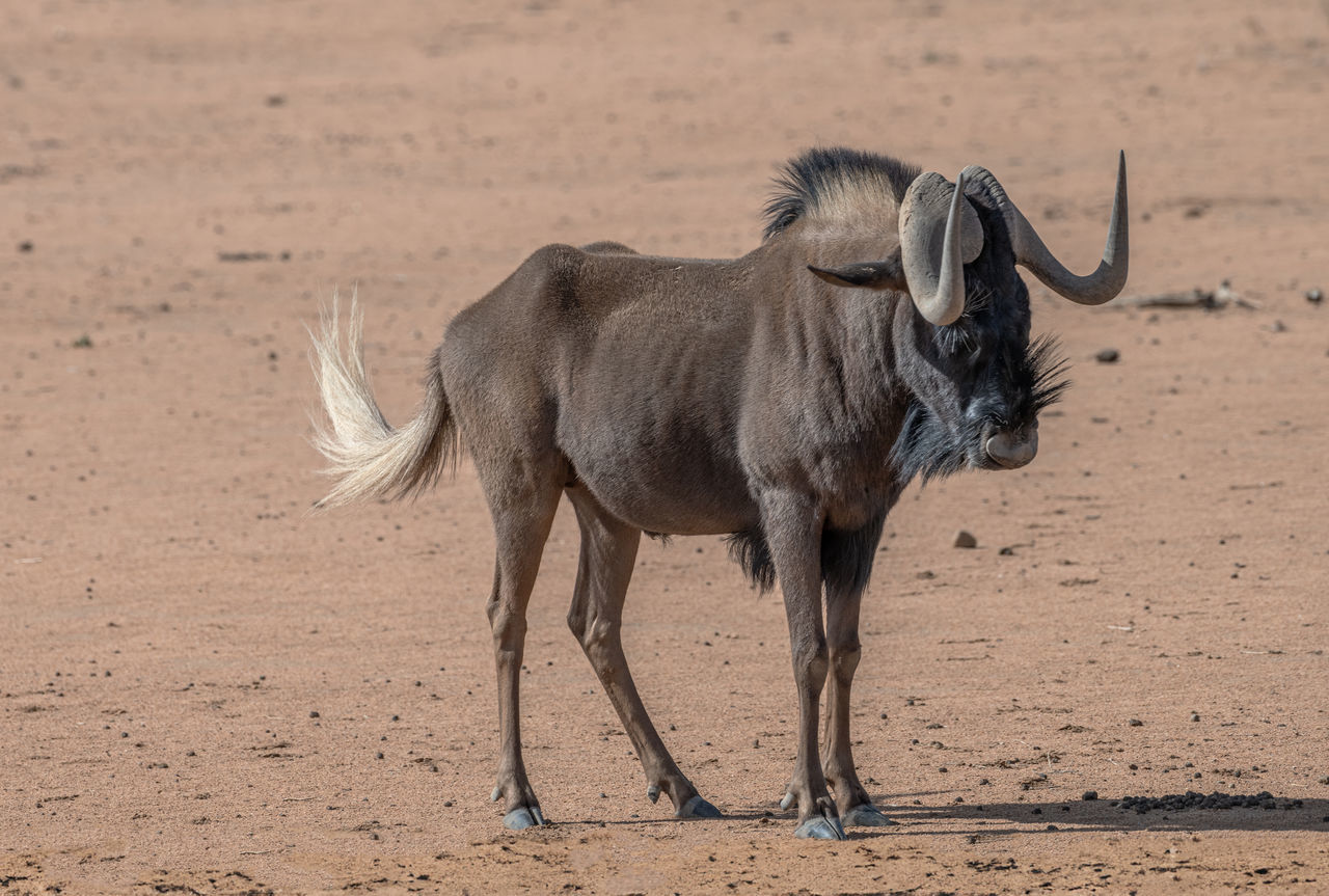 Black wildebeest