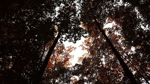 Low angle view of trees in forest against sky