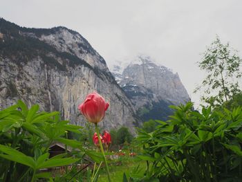 Red flowering plants and mountains against sky