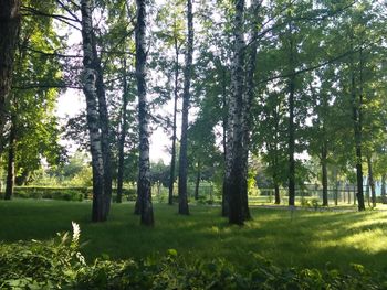 Trees growing on landscape