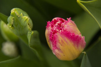 Close-up of pink rose flower bud