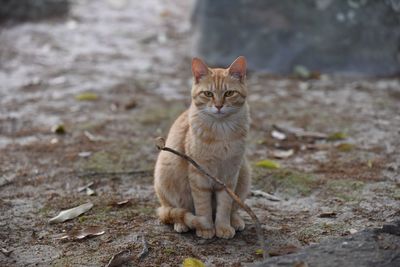 Portrait of cat sitting on land