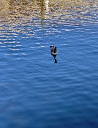High angle view of duck swimming in lake