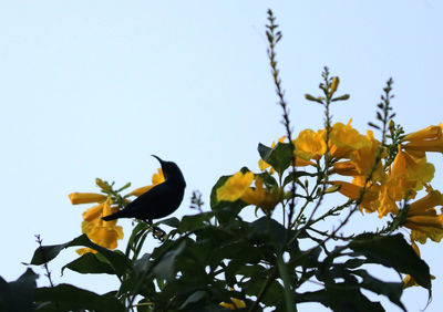 Low angle view of bird on plant against sky