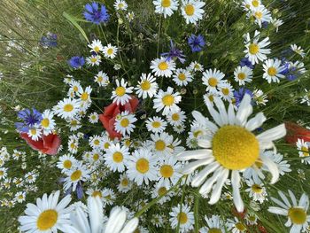 High angle view of daisy flowers on field