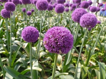 Close-up of purple flowering plants on field