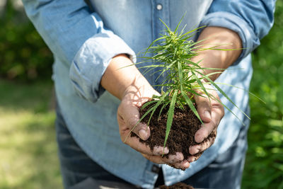 Midsection of man holding plant