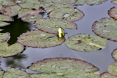 High angle view of lotus leaves floating on lake