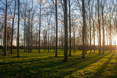 Trees in forest