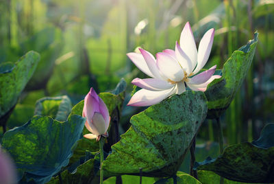 Close-up of lotus water lily in pond