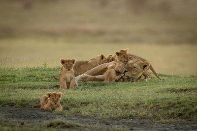 Lioness lies covered in cubs on grass