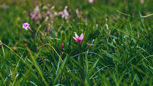 Close-up of pink crocus flowers on field