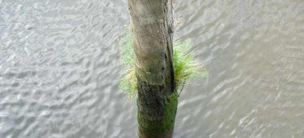 Close-up of tree trunk in water