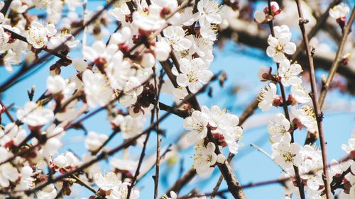 Low angle view of cherry blossom