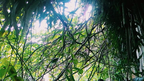 Low angle view of trees against sky