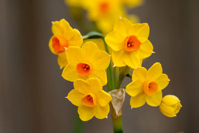 Close-up of yellow flowering plant