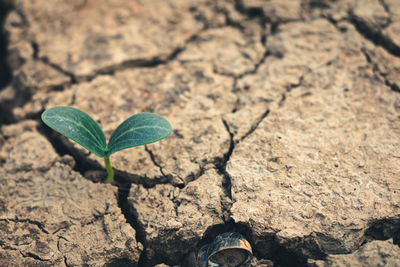 High angle view of plant growing on field