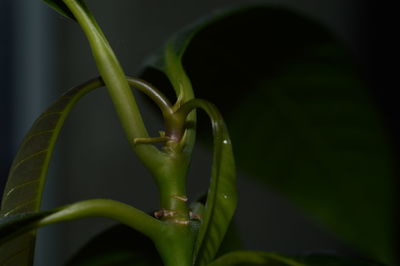 Close-up of green leaf on plant