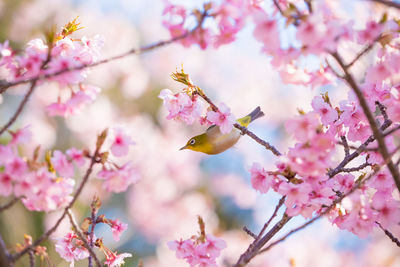 Low angle view of cherry blossoms in spring