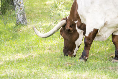 Cow standing on field