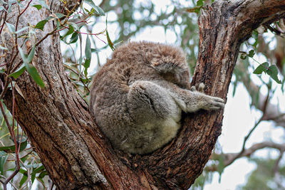 Close-up of koala resting on tree