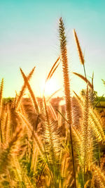 Close-up of crops growing on field against sky