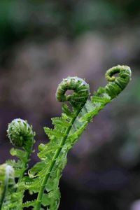 Close-up of green leaf