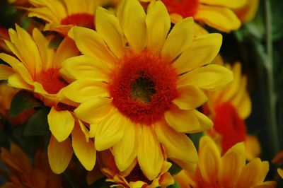 Close-up of yellow flowers blooming outdoors