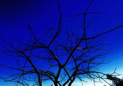 Low angle view of bare tree against clear blue sky