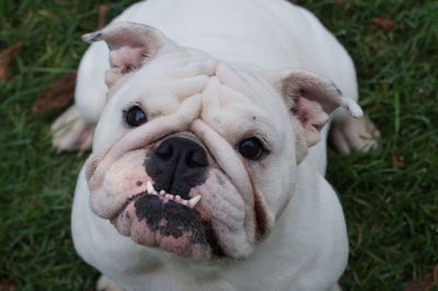 Close-up portrait of dog