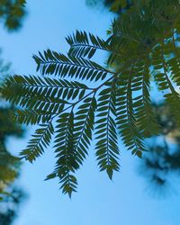 Close-up of pine tree
