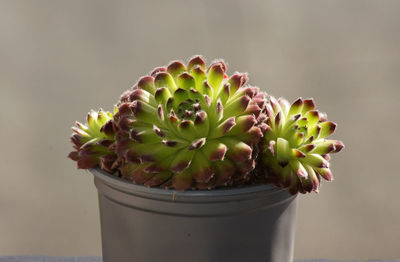 Close-up of succulent plant