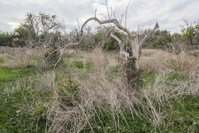 Bare trees on field against sky