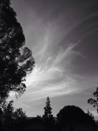 Low angle view of trees against sky