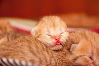 The head of a very small newborn golden british kitten