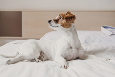 White dog lying on bed at home