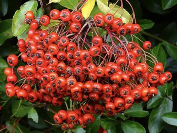 Close-up of red berries growing on plant