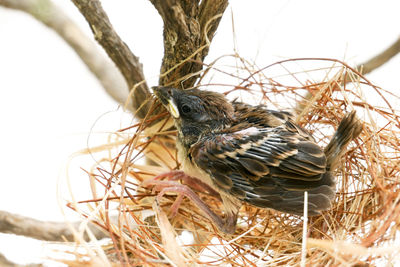 Close-up of bird perching on nest