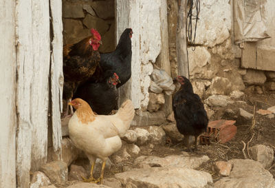 Close-up of birds in farm