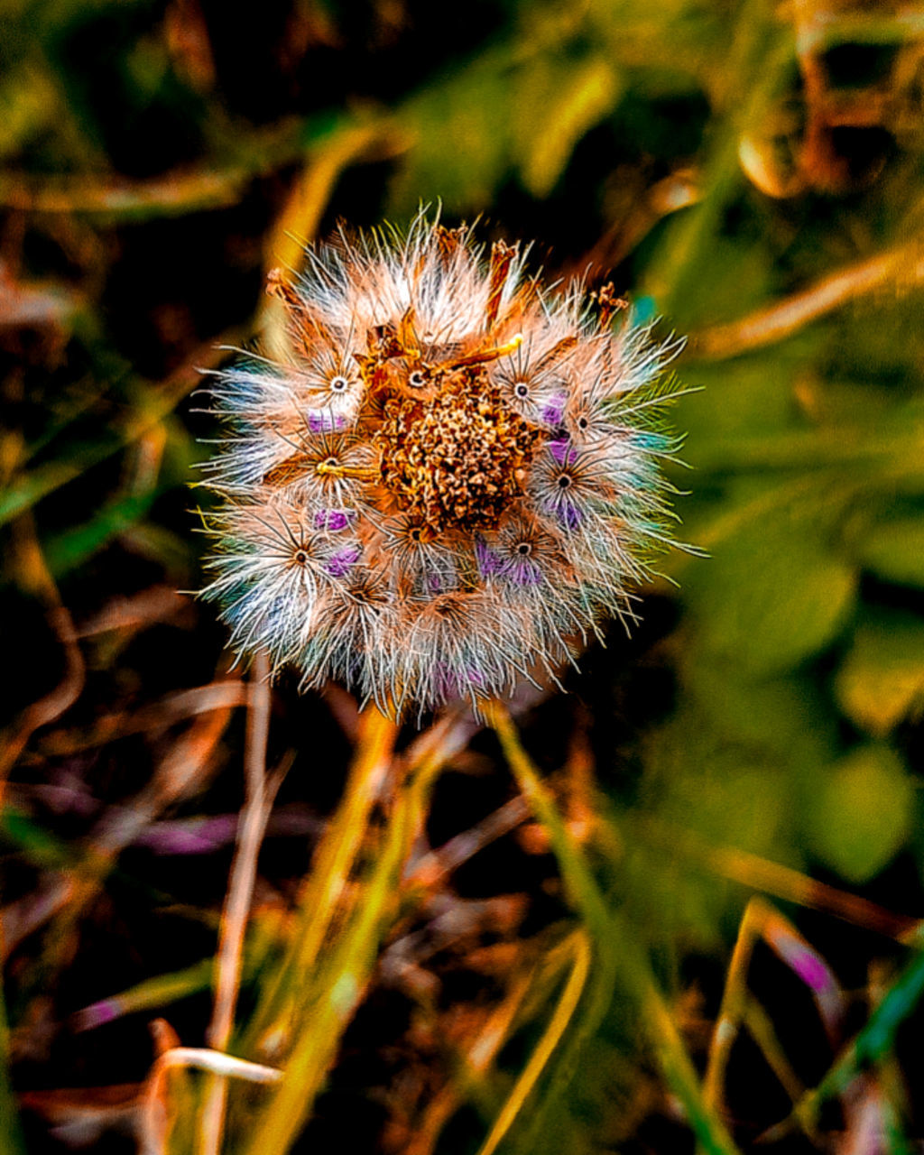 CLOSE-UP OF INSECT ON FLOWER