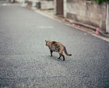 Squirrel on road