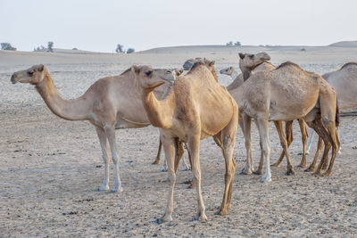 Horses in a desert