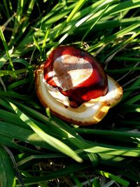 Close-up of crab on grass