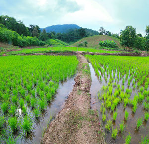 Scenic view of rice field against sky